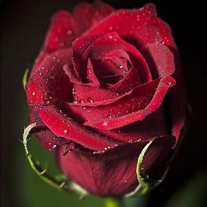 Meet your Posher, Margarita